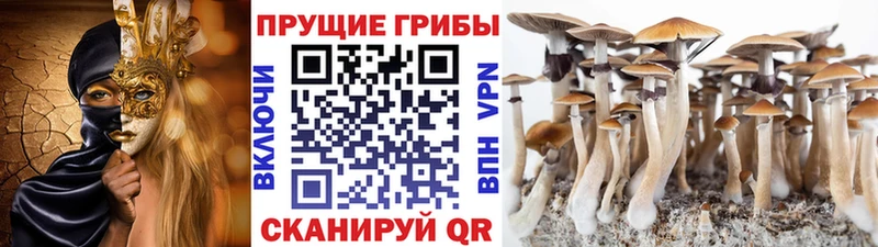 shop Telegram Малоярославец Псилоцибиновые грибы GOLDEN TEACHER ссылка на мегу рабочий сайт